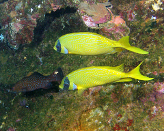 Siganus puellus