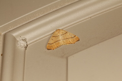 Tetracis jubararia