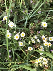 Erigeron annuus
