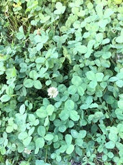Trifolium repens