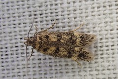 Bryotropha domestica