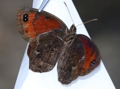 Erebia styx