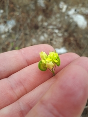 Biscutella laevigata
