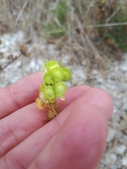 Biscutella laevigata