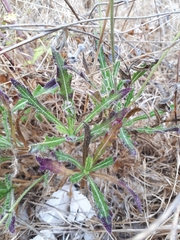 Biscutella laevigata