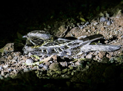 Caprimulgus asiaticus