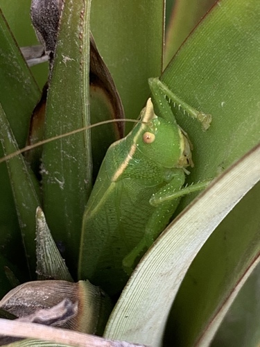 Cerrado Rhino Katydid