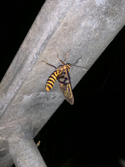 Amata polymita