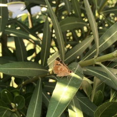 Muschampia proteides