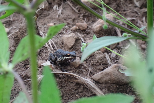 Peters' Shiny Peeping Frog