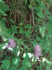 Carduus acanthoides