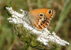 Coenonympha corinna
