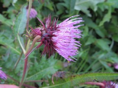 Cirsium otayae