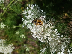 Myathropa florea