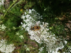 Myathropa florea