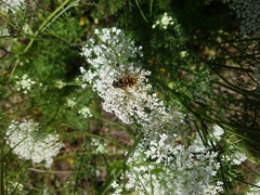 Myathropa florea