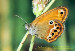 Coenonympha corinna