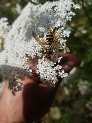 Polistes dominula