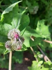 Arctium tomentosum