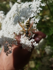 Polistes dominula
