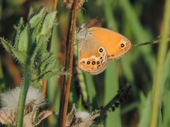 Coenonympha corinna