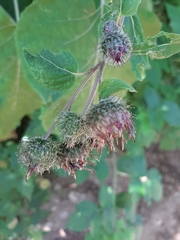Arctium tomentosum