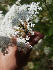 Polistes dominula