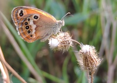 Coenonympha corinna