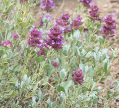 Salvia pachyphylla