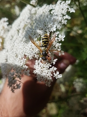 Polistes dominula