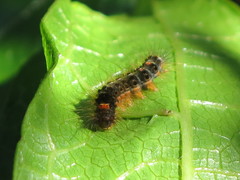 Euproctis melanosoma