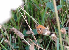 Coenonympha corinna