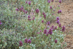 Salvia pachyphylla