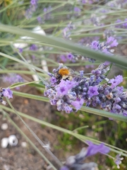 Bombus pascuorum