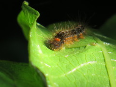 Euproctis melanosoma