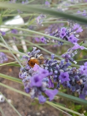 Bombus pascuorum