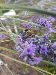 Bombus pascuorum