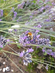 Bombus pascuorum