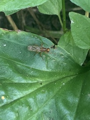 Norellisoma spinimanum