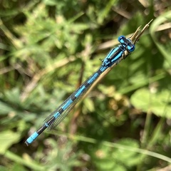 Enallagma cyathigerum