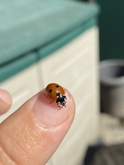 Coccinella septempunctata