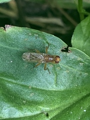 Norellisoma spinimanum