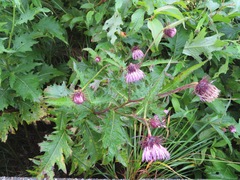 Cirsium otayae