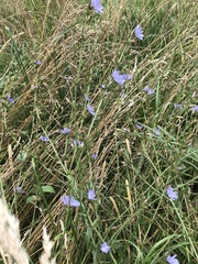 Cichorium intybus