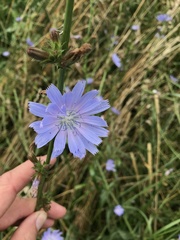 Cichorium intybus