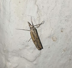 Agriphila inquinatella