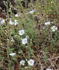 Cerastium porphyrii