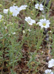 Cerastium porphyrii