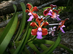 Vanda perplexa