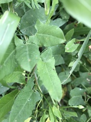 Convolvulus arvensis